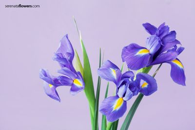 iris flower.jpg