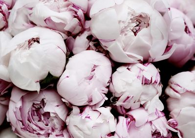 peony.jpg