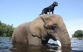 elephant with dog.jpg
