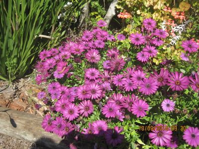 Purple Daisy Garden Border