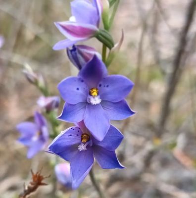 Sun Orchid